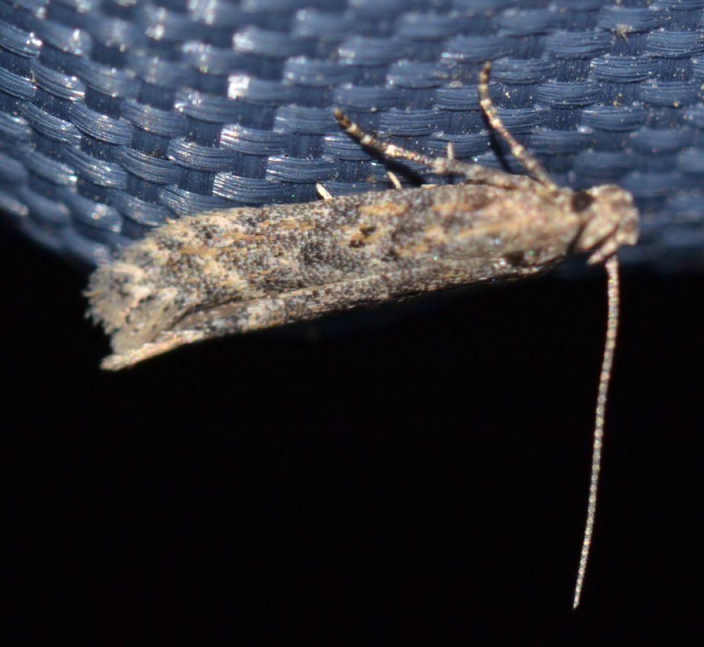 Lepidottero da identificare (150)